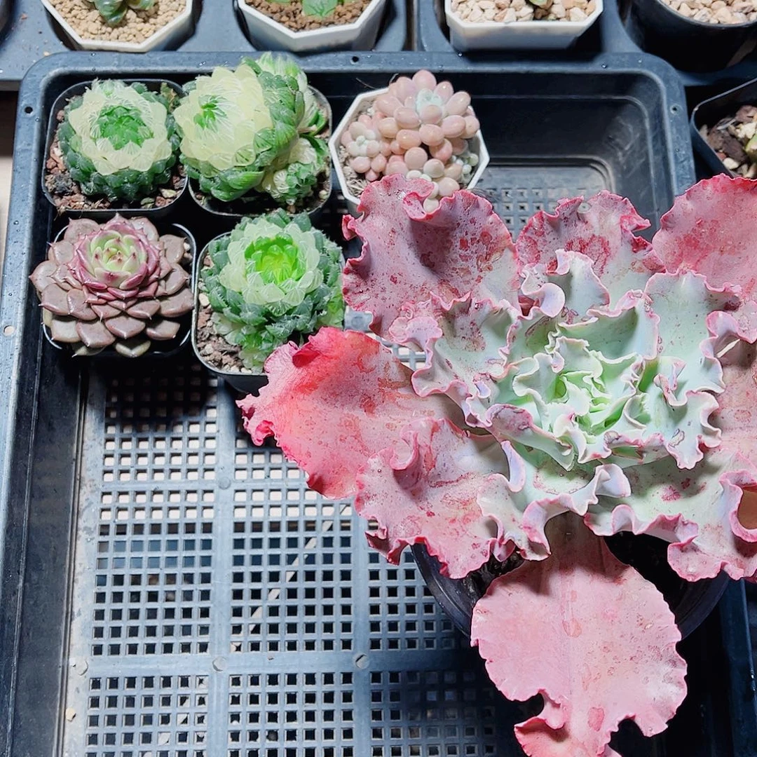 六颗肉肉新手好养的