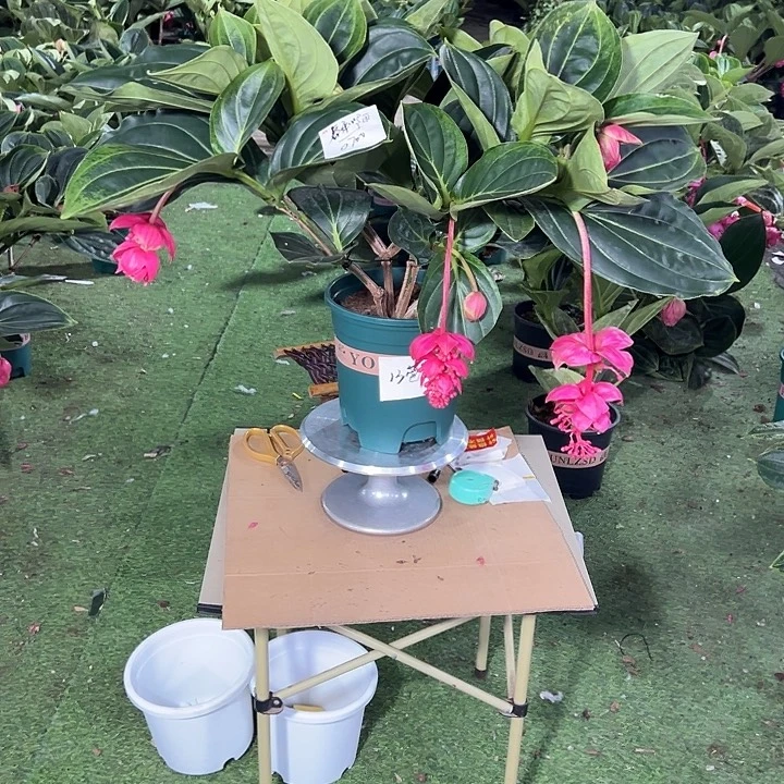 春***丽少量花朵（建议范围：2朵-5朵 或40%以下）