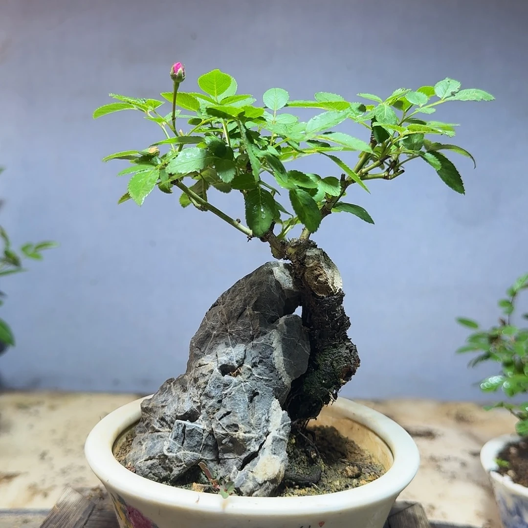 完全开放8888888888