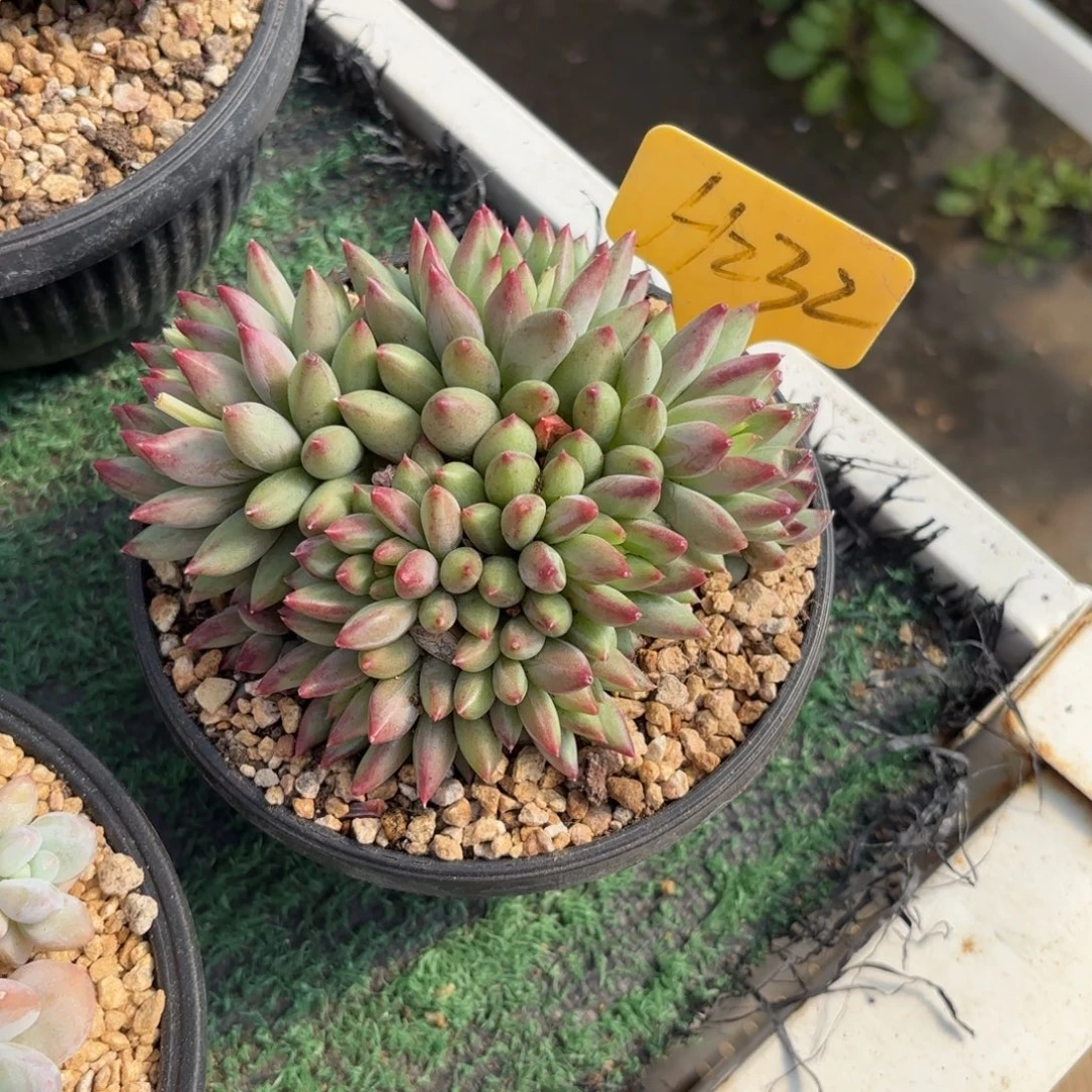 雨***天232ffghjjjjjjjjjjj