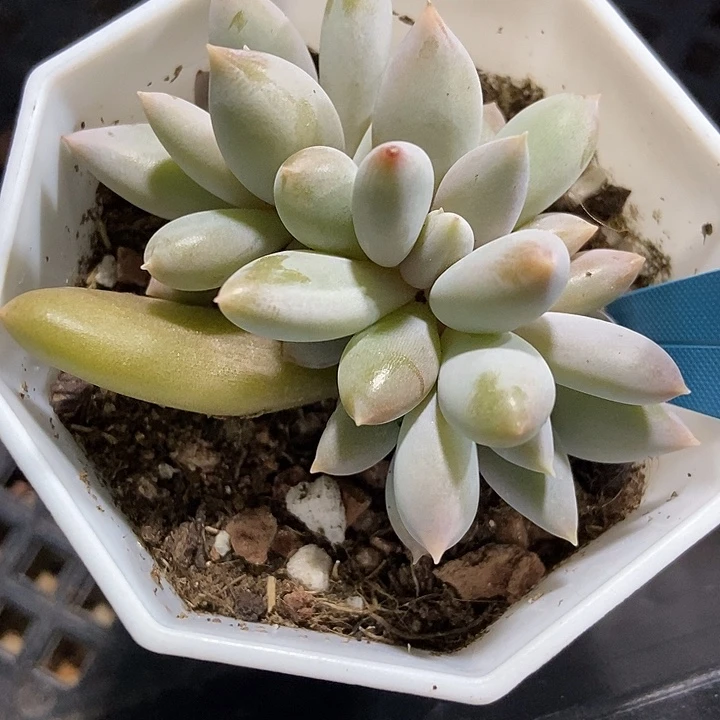 多肉植物哥特萝莉19