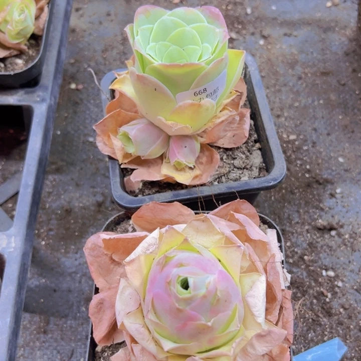 668 裸根不带土发货