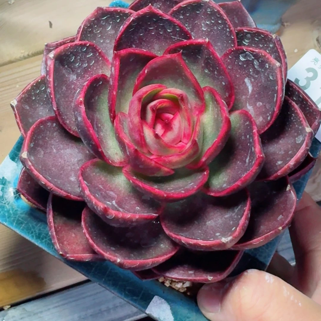 红灯      愿你一路坦途，乘风破浪展宏图