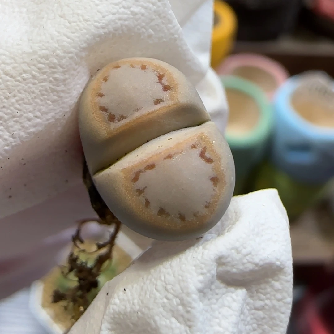 11.26.c216饼干.9016尺寸1.3cm