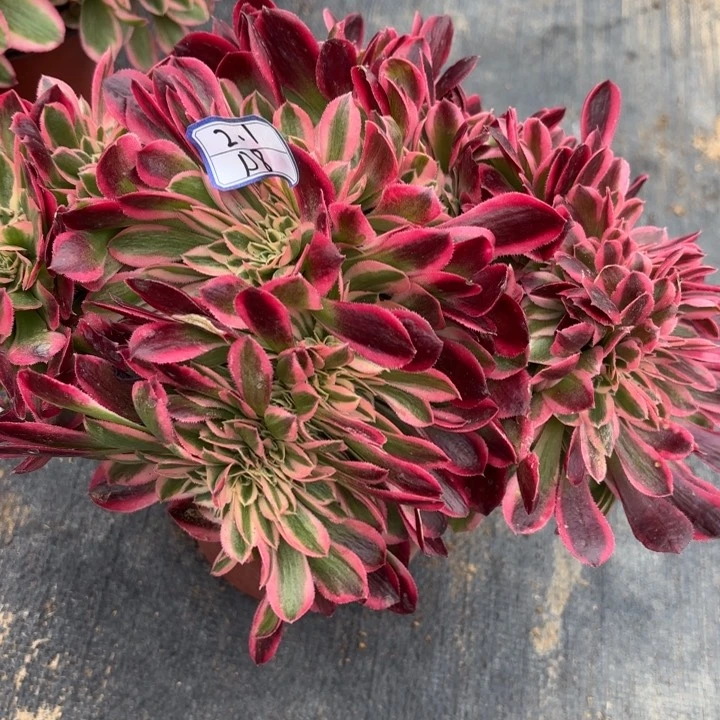 红女巫缀化多肉断枝不包8