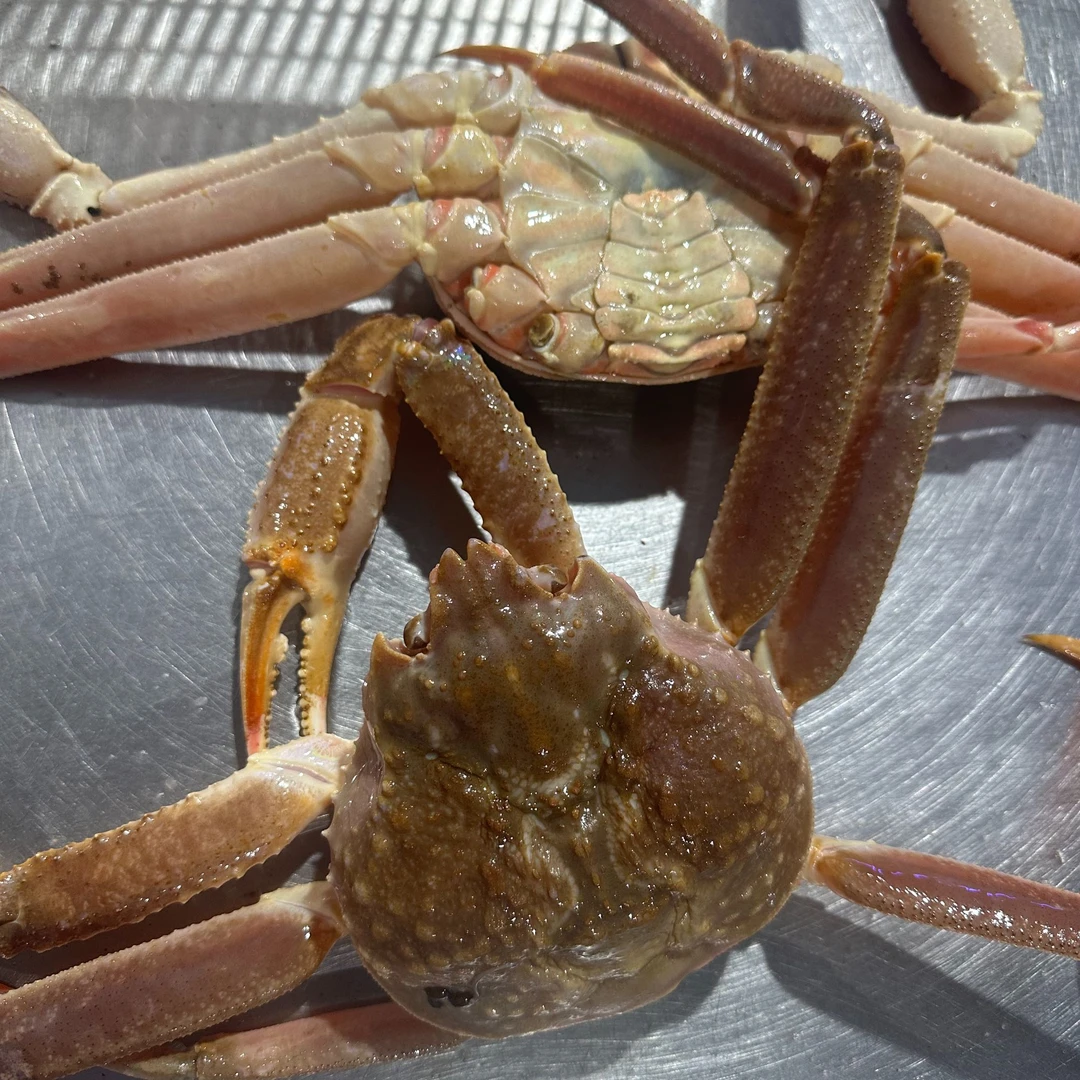 活松叶蟹缺多腿  充氧活发 默认缺多腿 顺丰发货 活鲜默认缺水5%