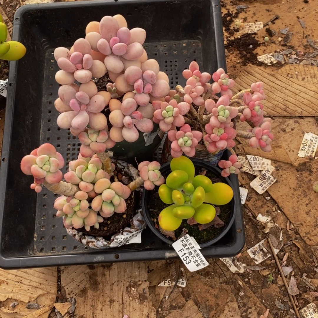 琪****理鱼子酱153/10cm4颗