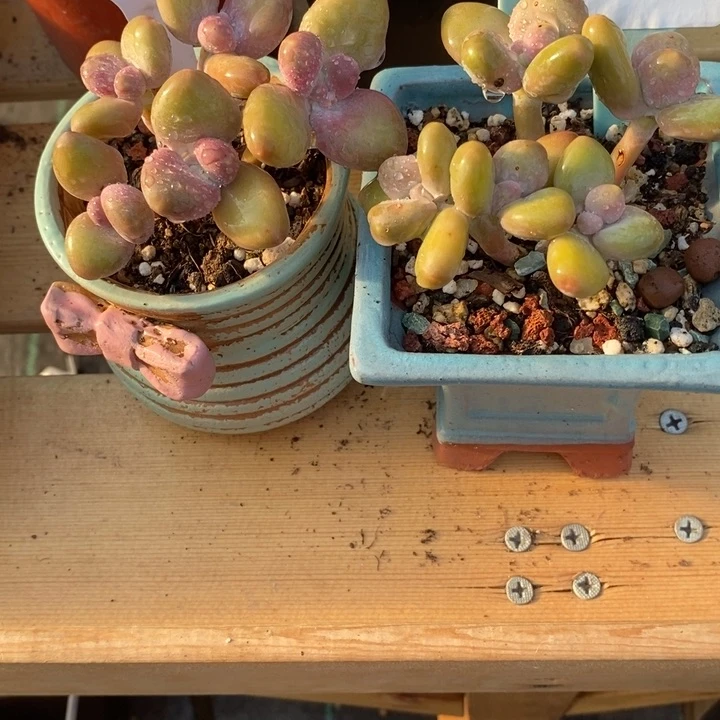 俩一起芒果奶啊啊啊啊啊多肉