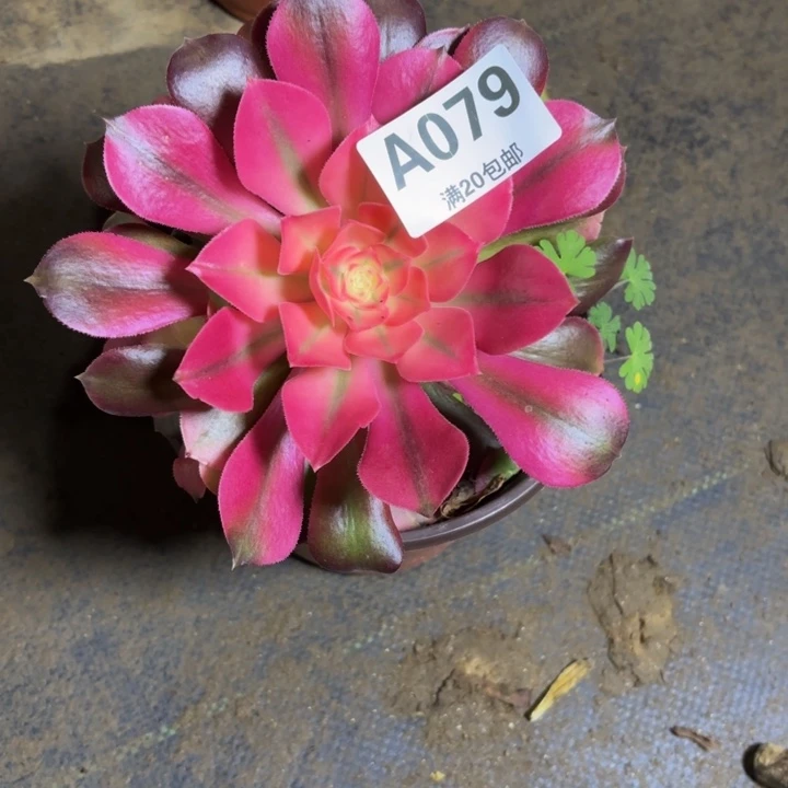 碎啦，，。。。。。079香妃，