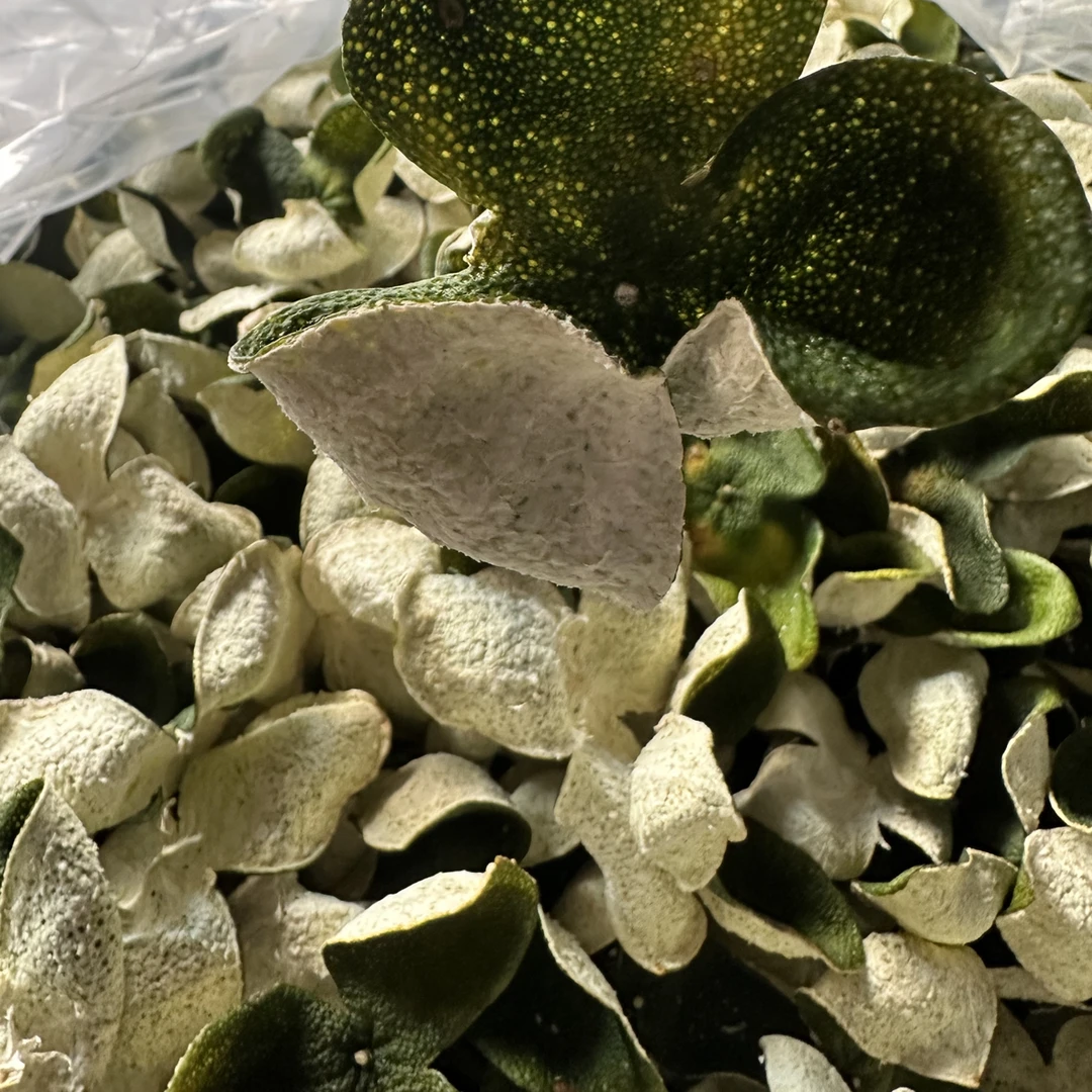 2025年新会核心天马产区圈枝头段生晒干皮小青皮