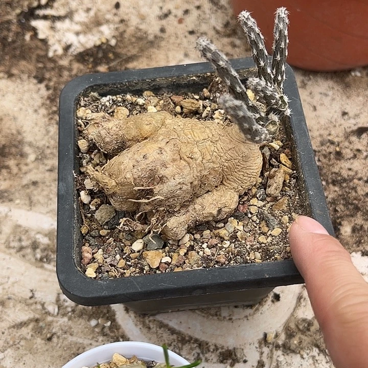 无花朵黑龙块根一物一拍