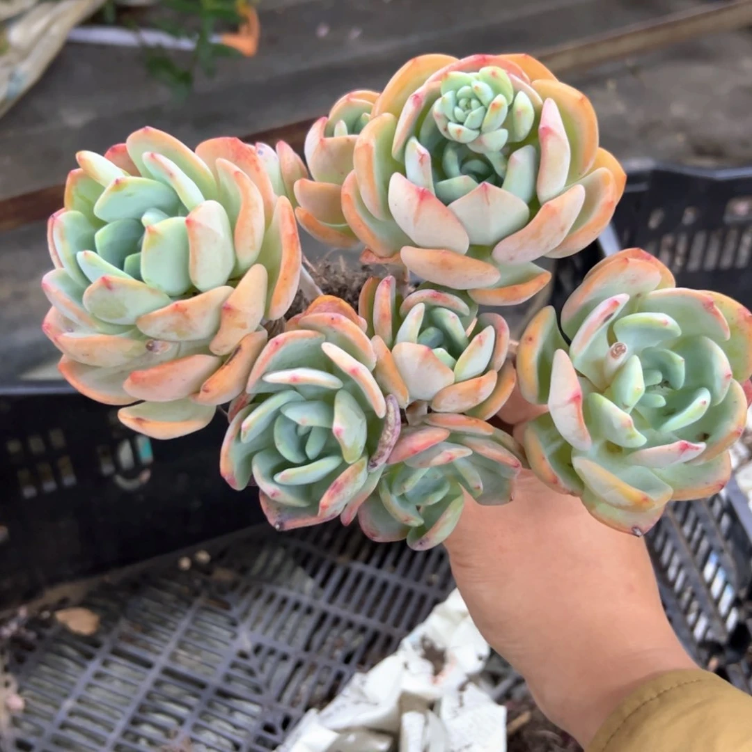 殿**到白月光18零零多肉植物