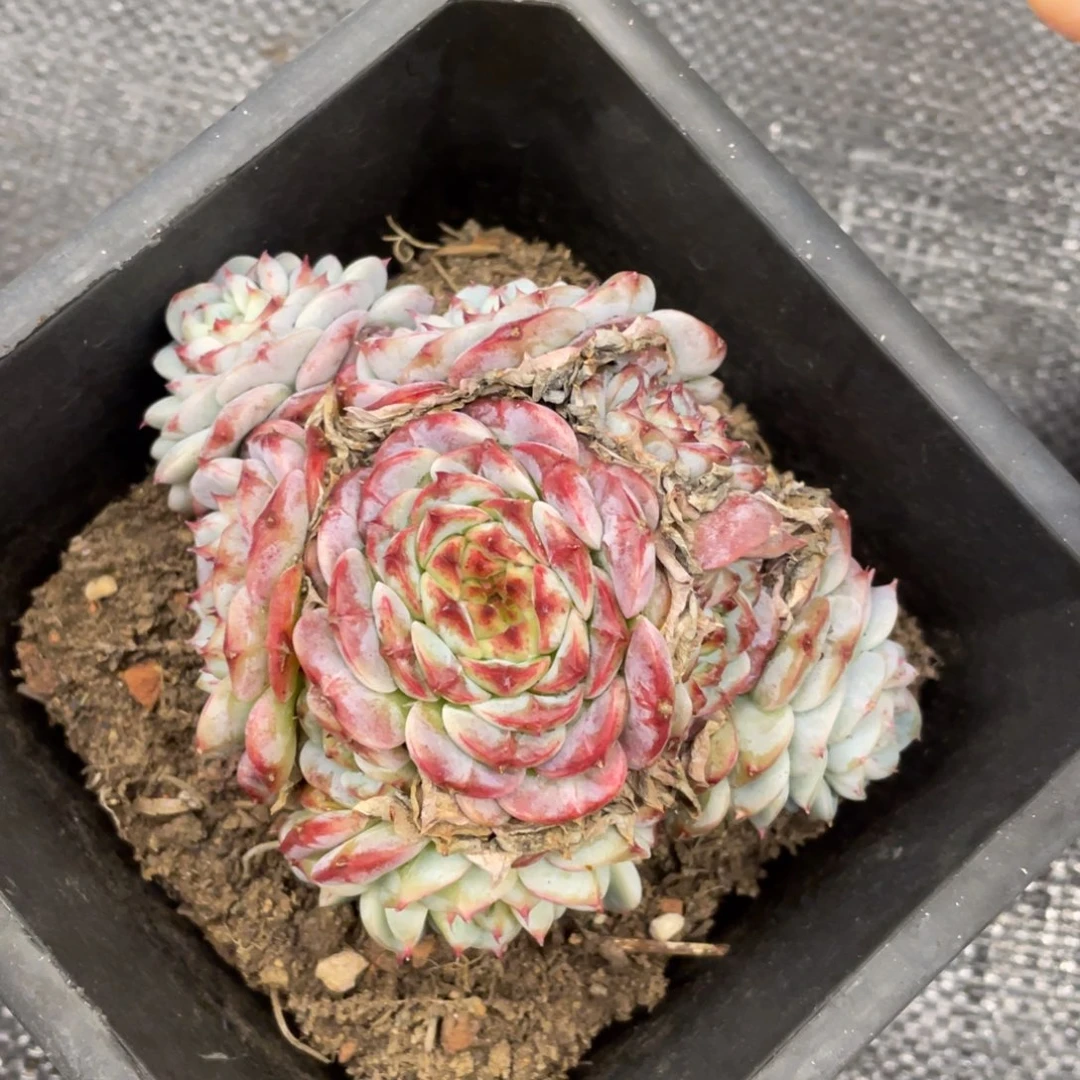 弥鹿之森一物一拍