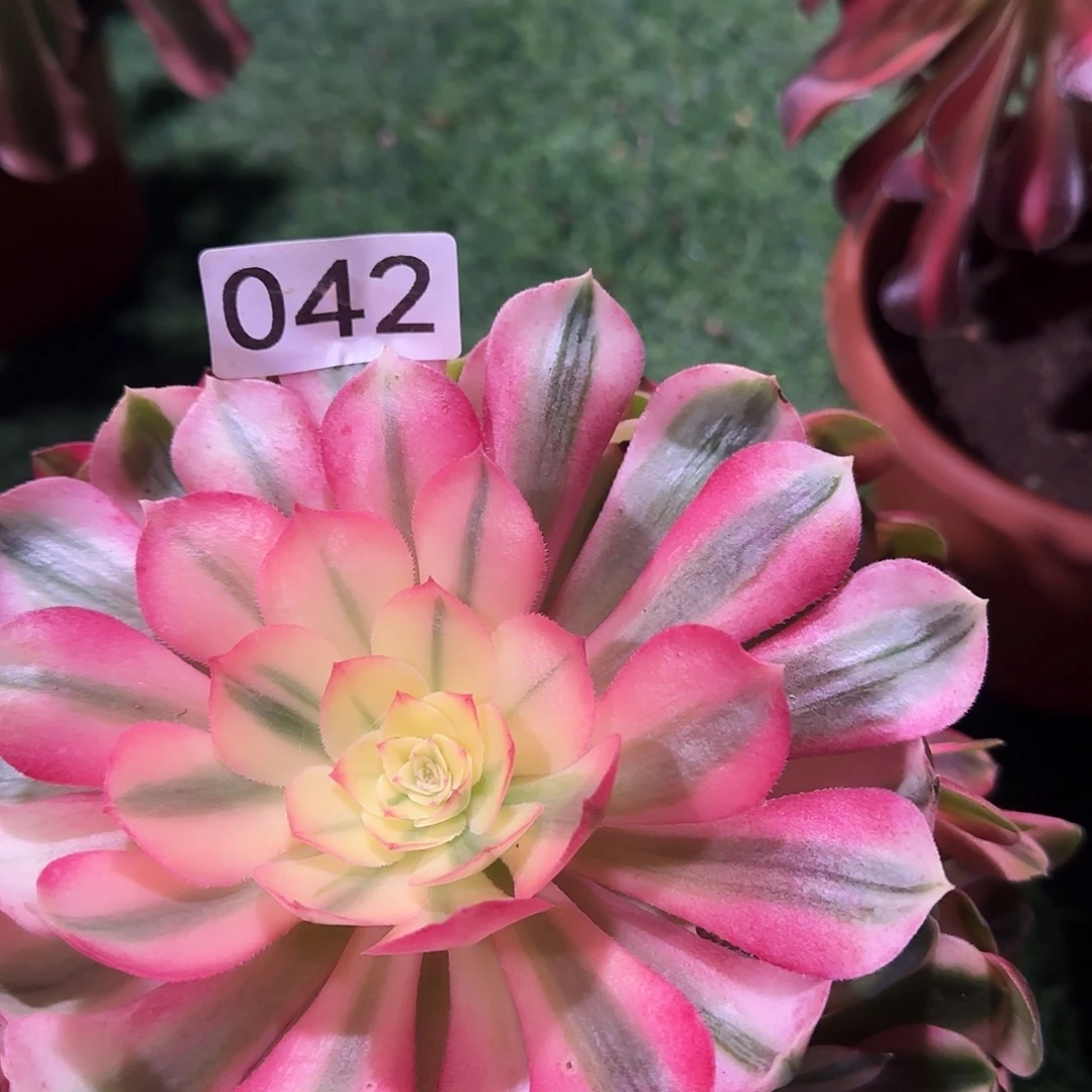 多肉植物法师荔枝042