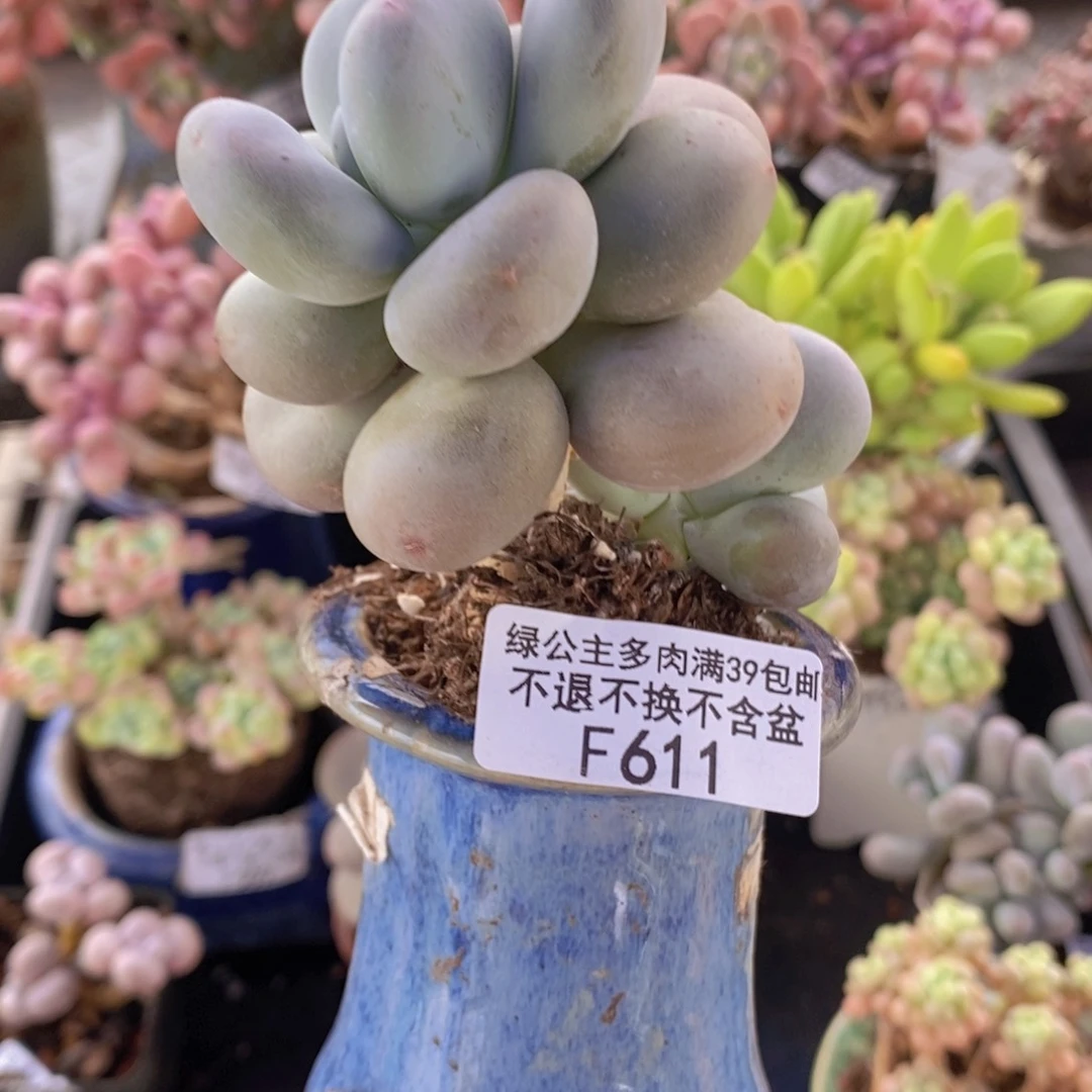 黄金大叶奶611多肉植物