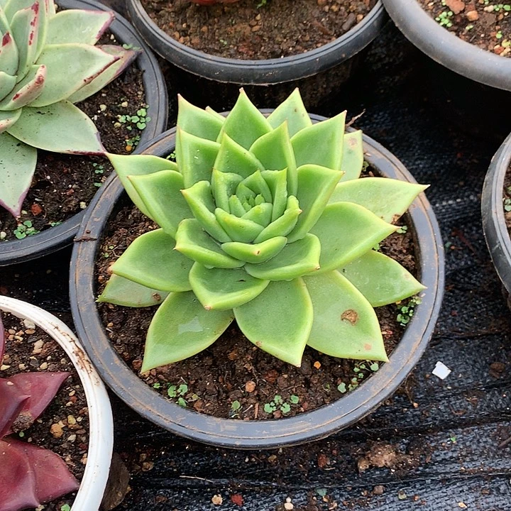 美肉特价活动开始了