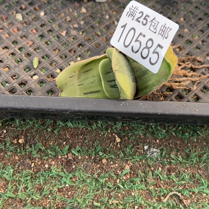 卧牛585，一物一拍
