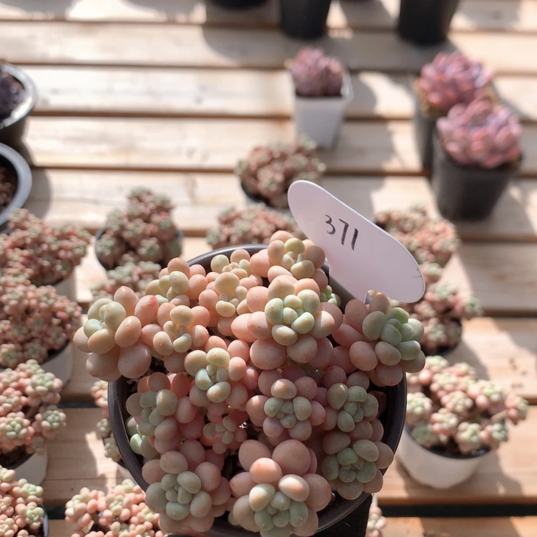 10厘米樱花洛可可 371