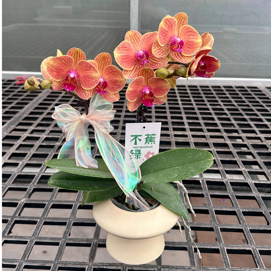 【吉利带盆】（蜡质花）颜色喜庆蝴蝶兰盆栽四季开花孔雀兰花苗盆栽