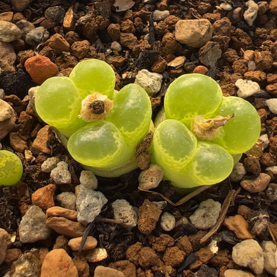 463多肉植物百科