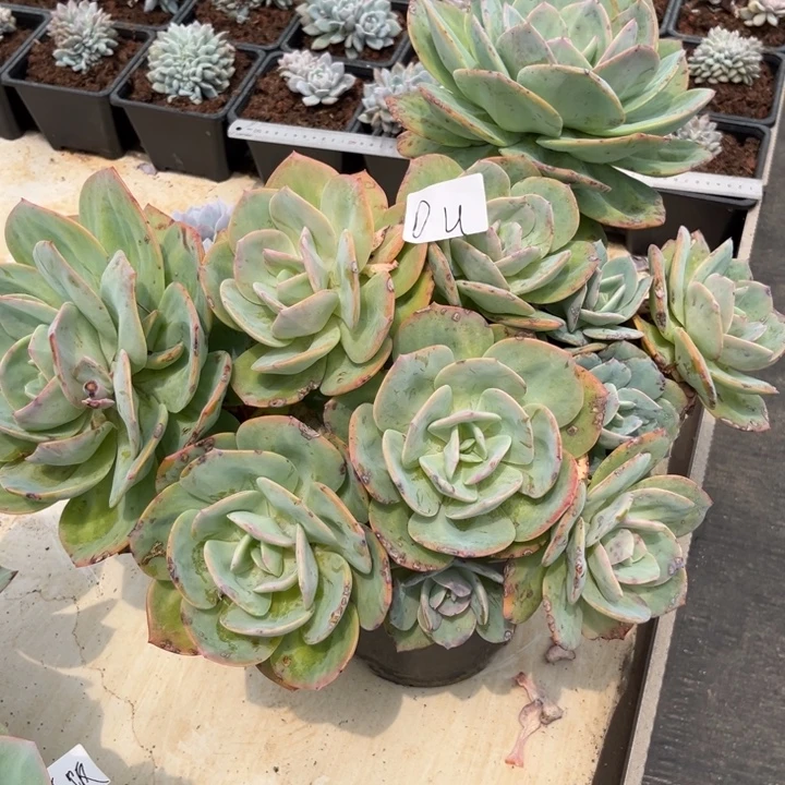 棠颂花卉一物一拍 白凤 小度