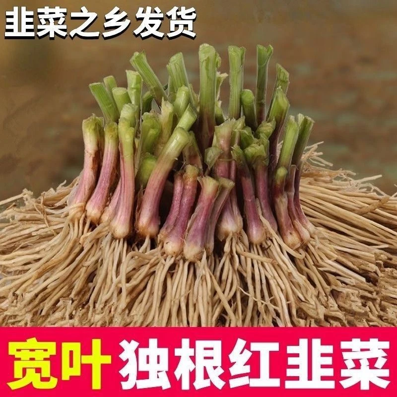 寿光现挖紫红新韭菜根宽叶韭菜苗室内阳台四季盆栽大叶韭菜根庭院