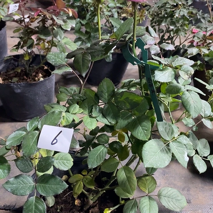 当前无花朵，栽培后可花朵6