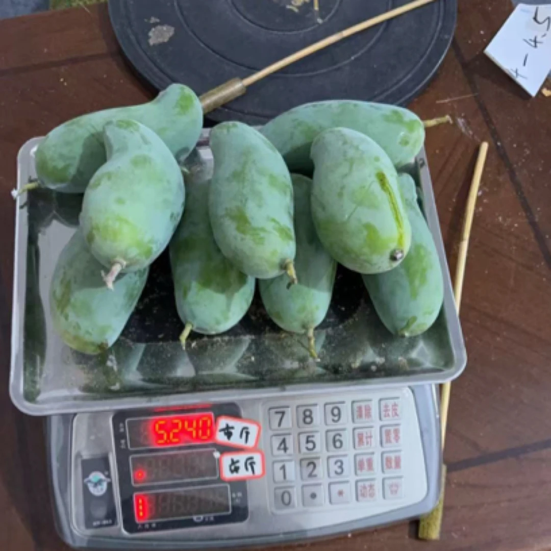 广西百色田东桂七芒果新鲜现摘花皮核薄肉厚爆甜多汁