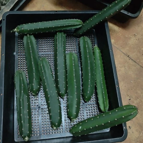 仙人球黑刺袖普一代侧芽十个打包