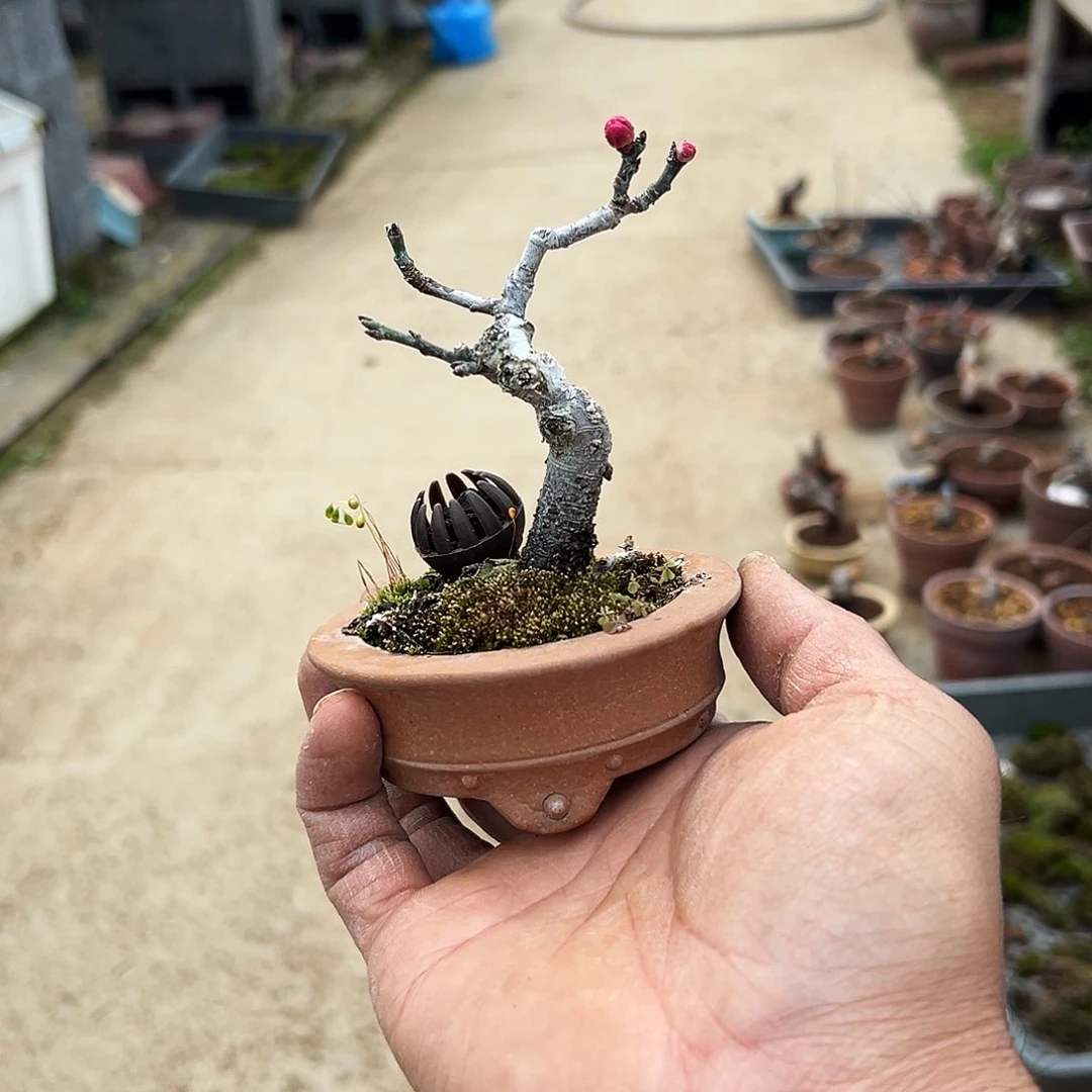 威***耳梅花开花满枝头花