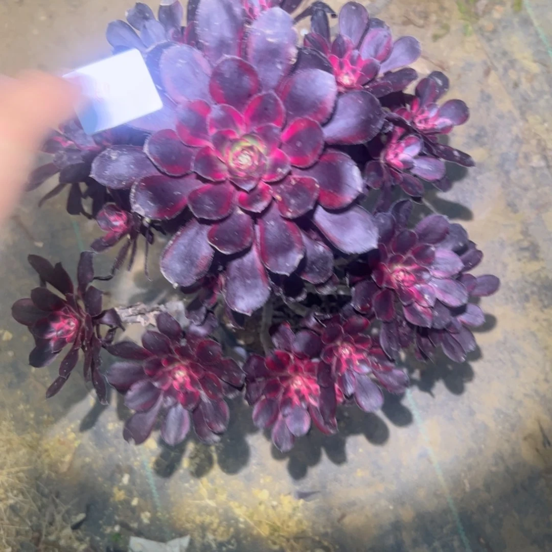 取**己丽娜多肉一物一拍59