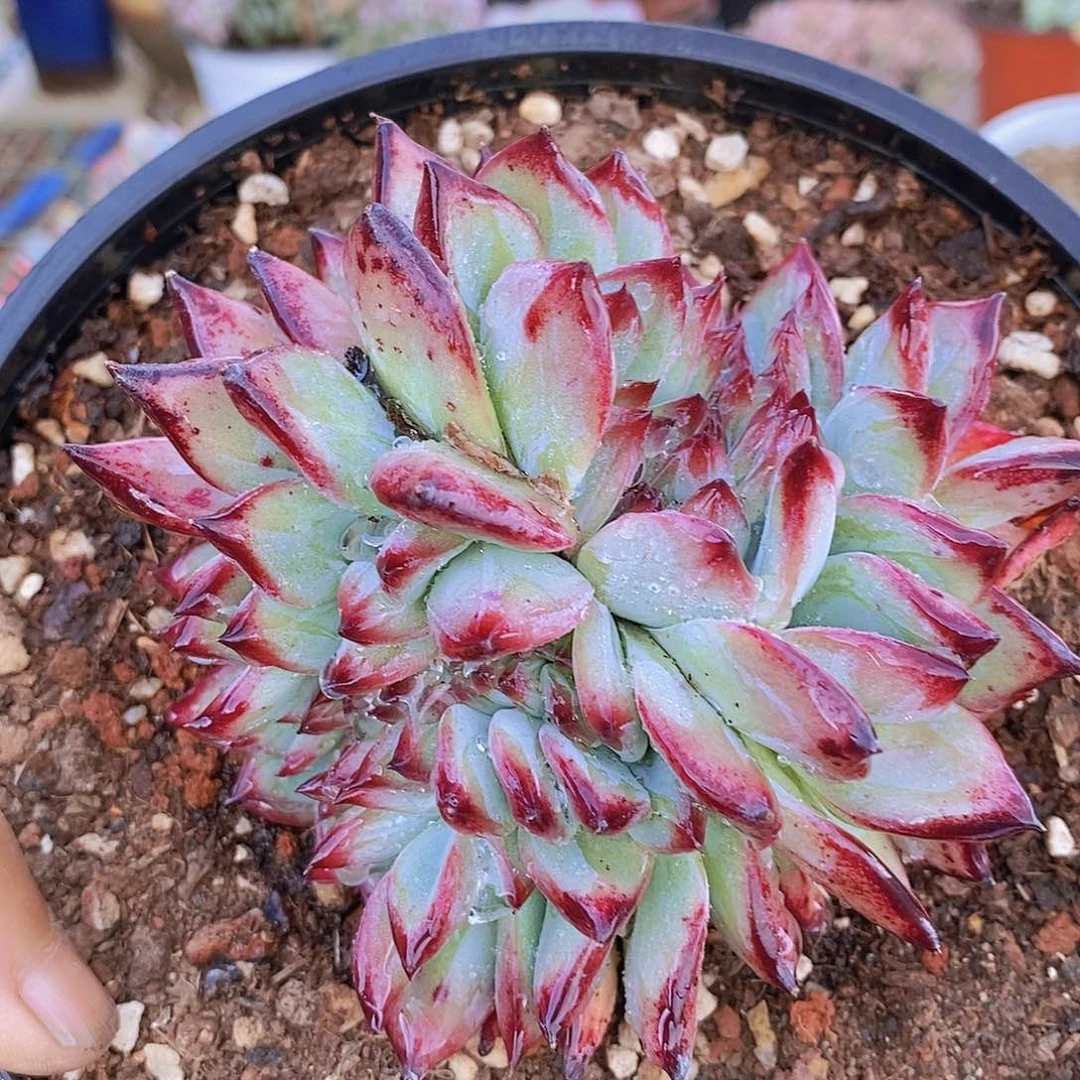 多肉植物非常福利唐卡缀化