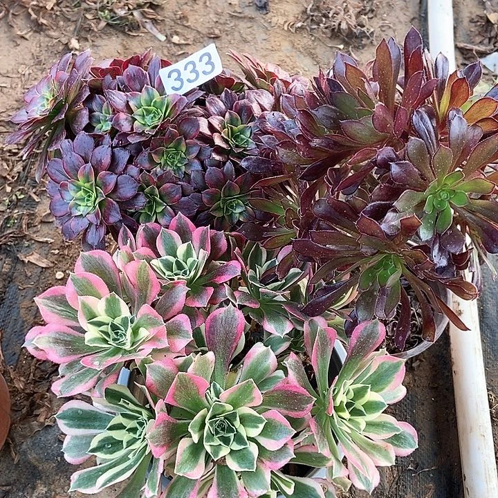 三科特价不包断333多肉