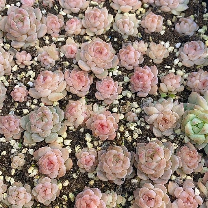 123 多肉植物盆栽花卉植物