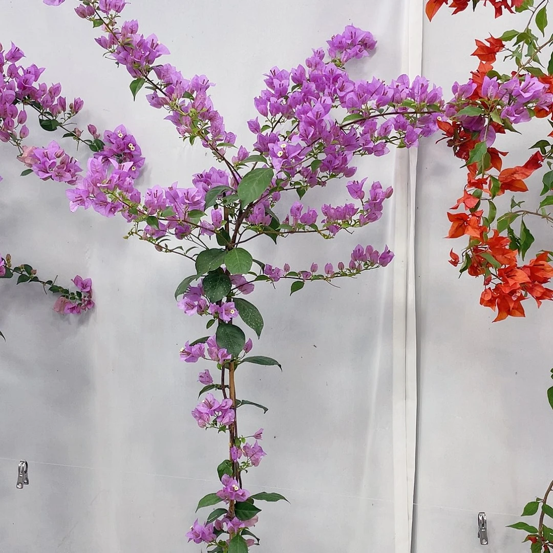 完全开放巴西紫的