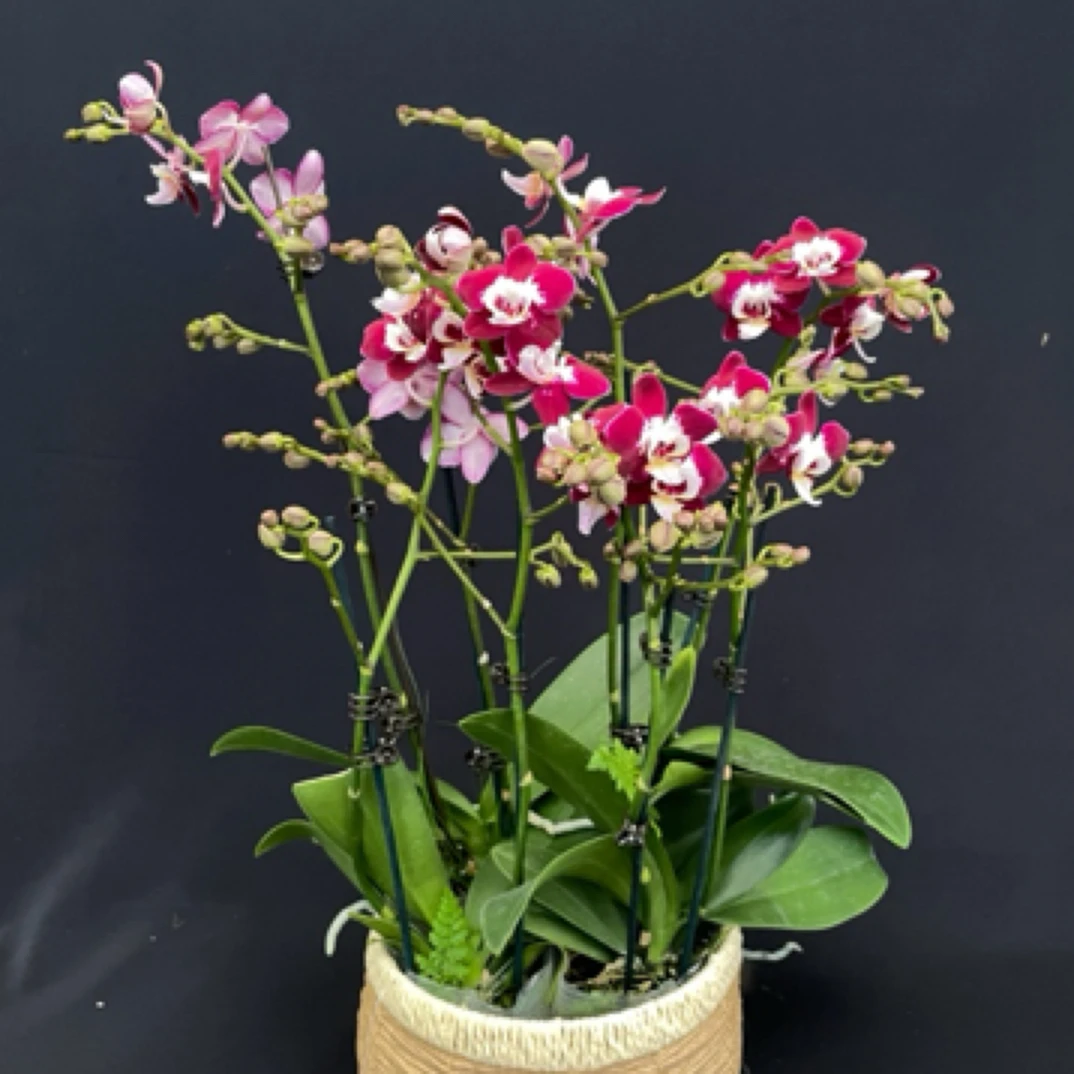 【银河星空】3寸双梗蝴蝶兰室内花卉观赏植物四季开花