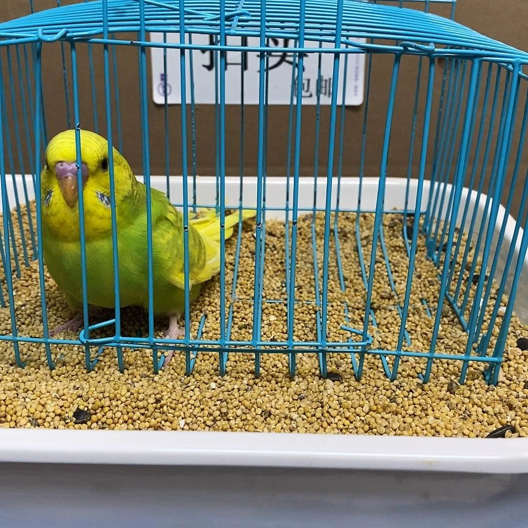 虎皮鹦鹉大头虎皮