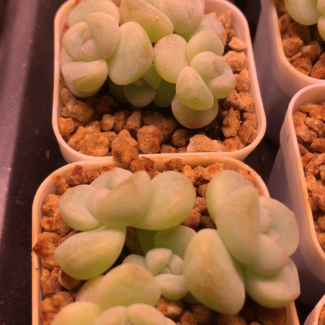 冰玉群生两颗一物一拍