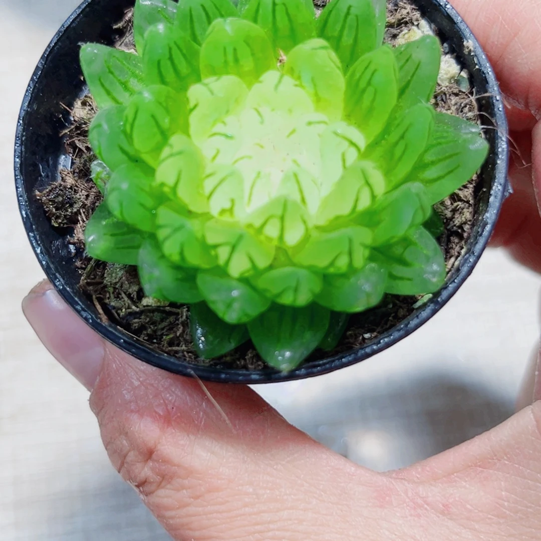 蝉翼玉露锦多肉植物