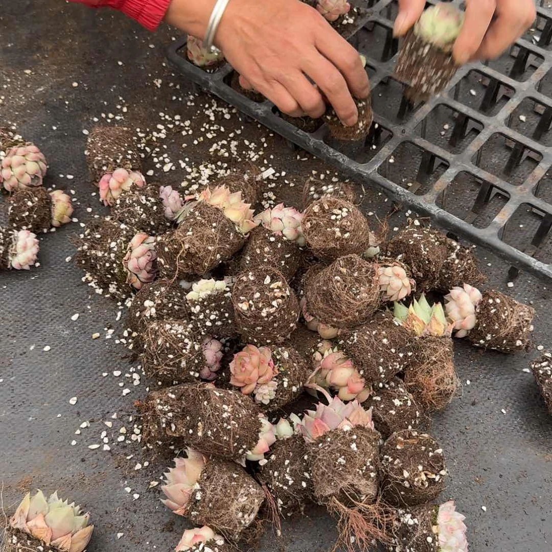 麦秆糖心海胆混保底三十量拍五号箱子发货