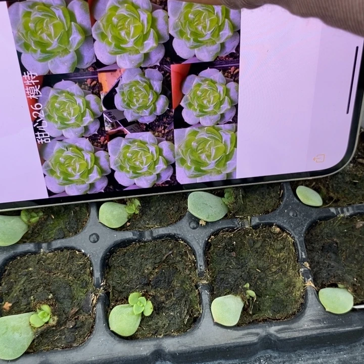 甜心p26芽苗一个多肉