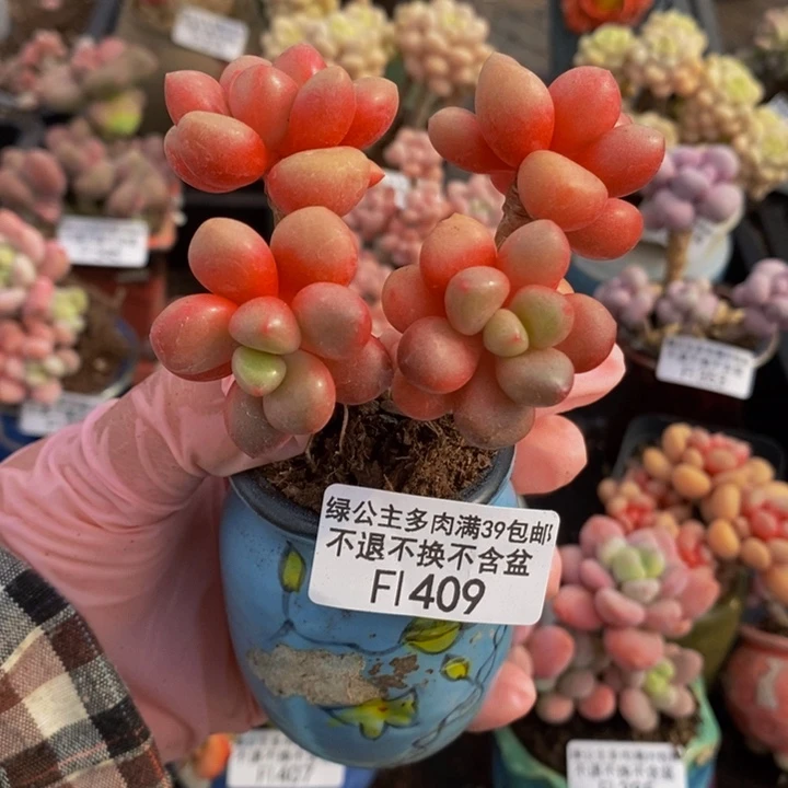 先锋派5cm409多肉植物