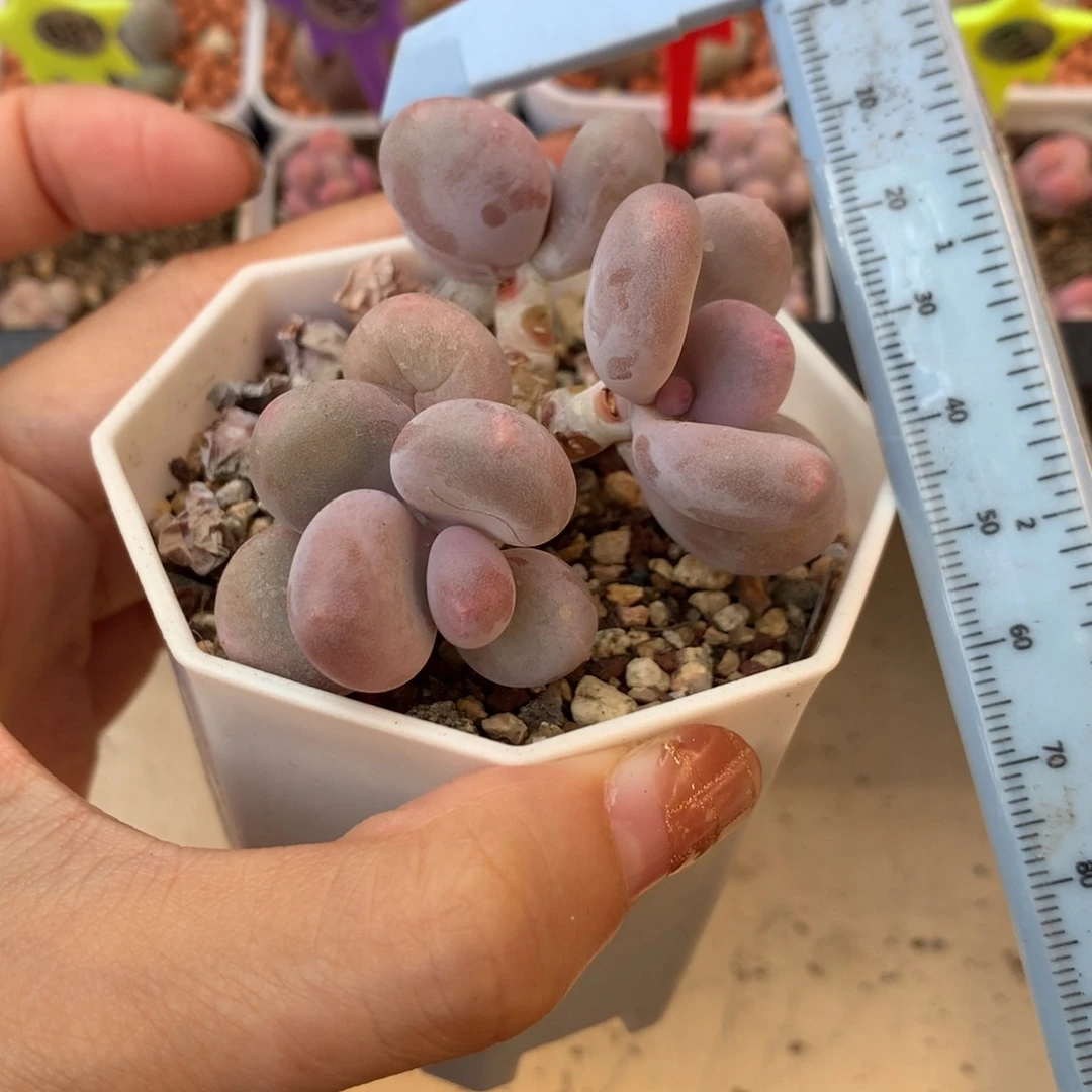 大叶彩虹 不凑满28元发一片叶 不售后 到付