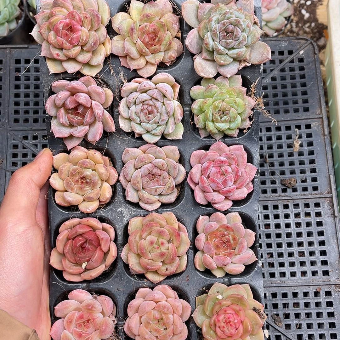 多肉一物一拍27-228