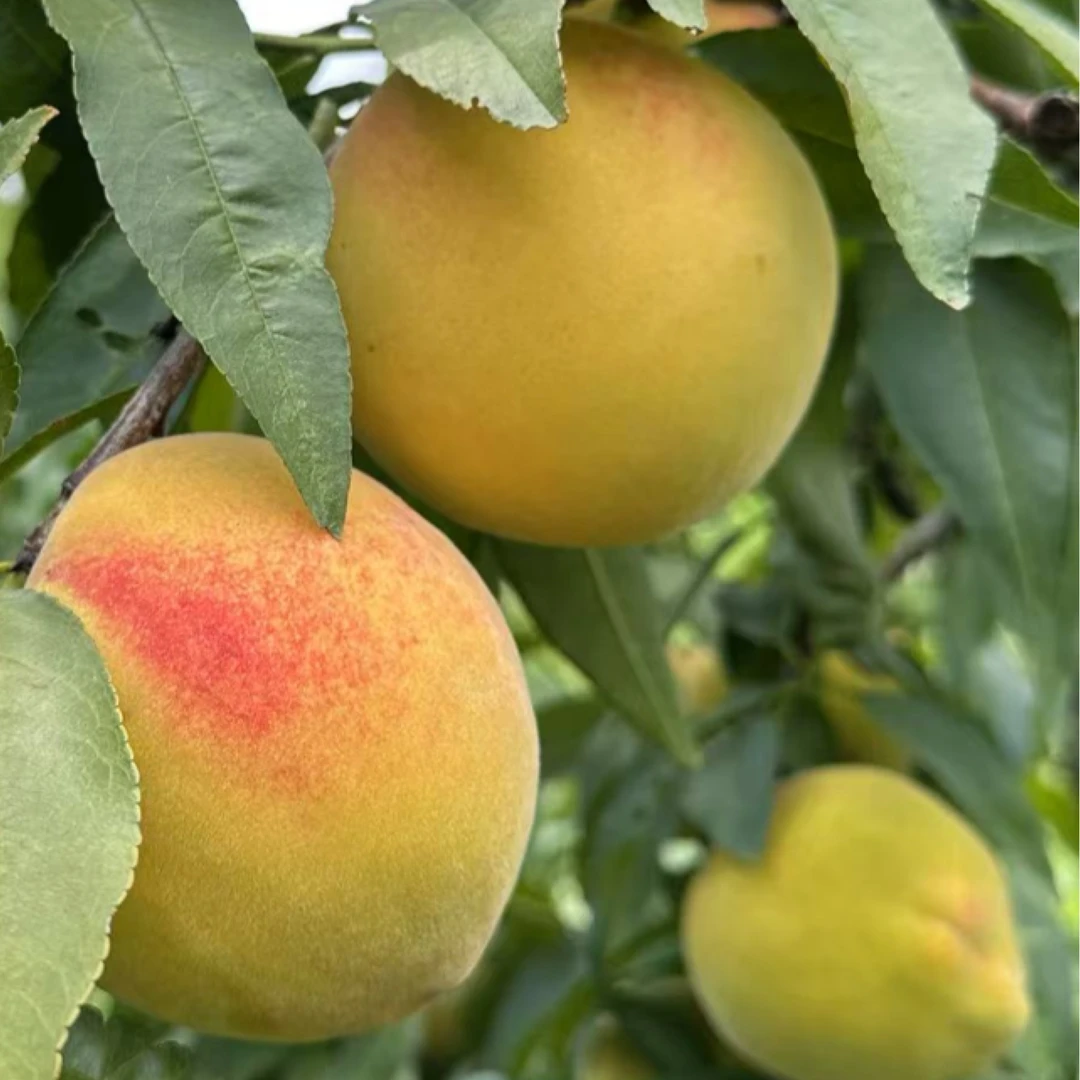 湖北雁门口现摘新鲜锦绣黄桃当季香甜多汁满两件送多功能水果刀