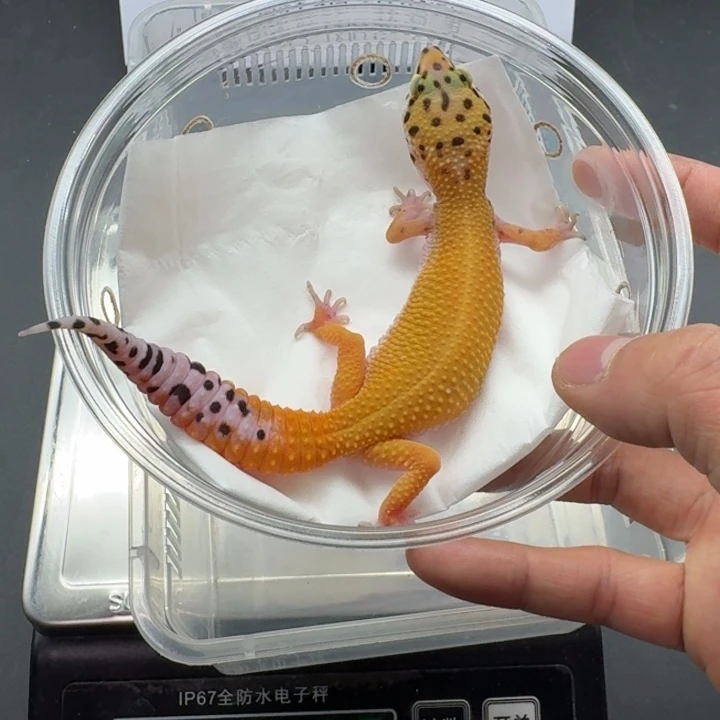 豹纹守宫翡翠妹妹