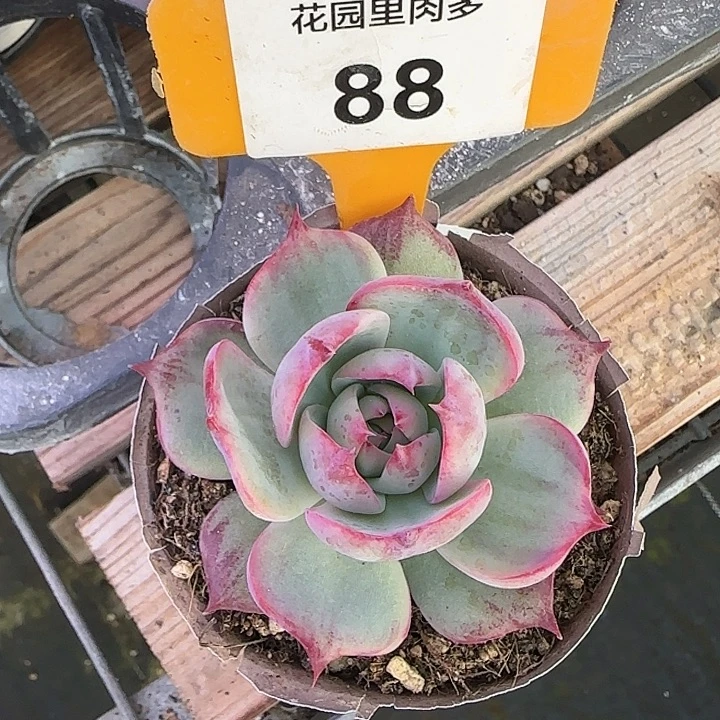 88 惊鸿仙子多肉植物6-9cm