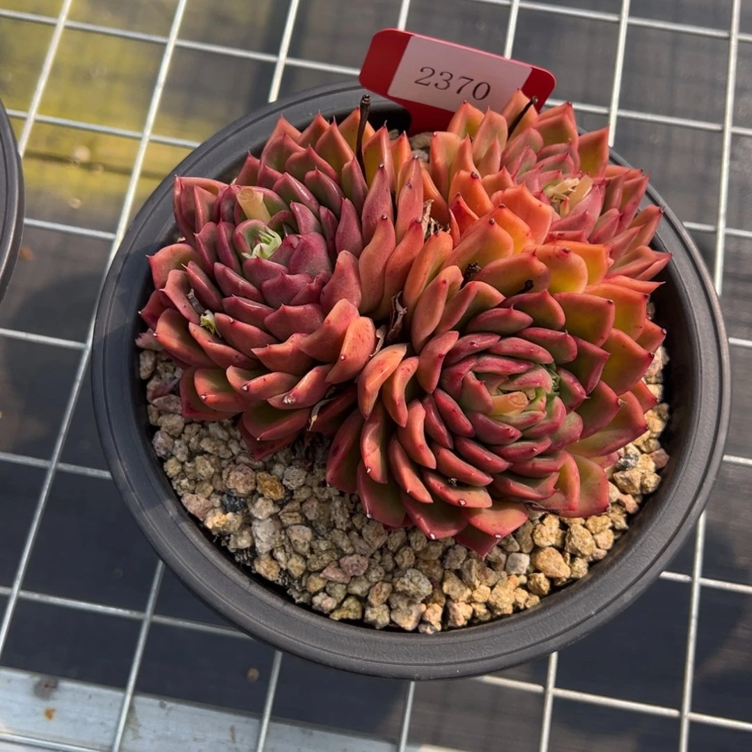 用****杨2370多肉多多多多多