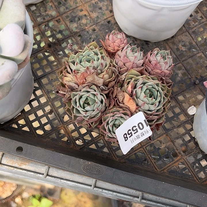 阿雅园艺。        558本吧
