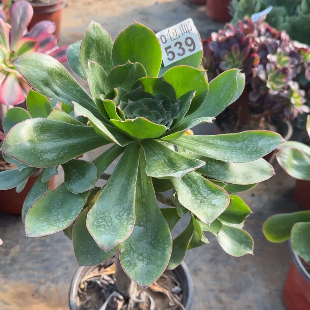 艳姿539满20包邮断枝不包